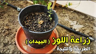 زراعة اللوز