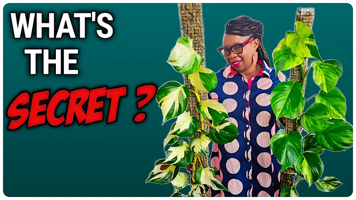 Pothos Plant Care For BEGINNERS: The Ultimate Guide