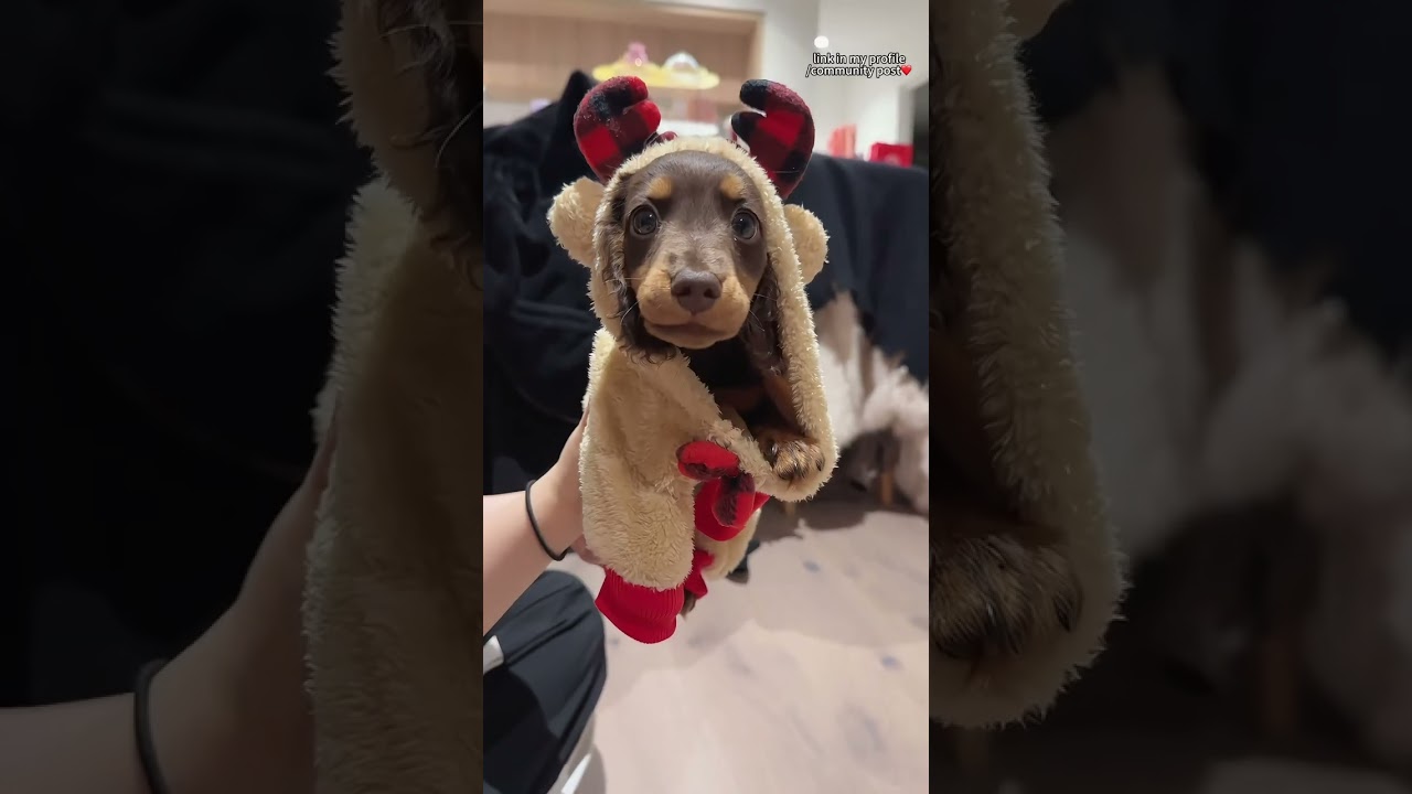 Dress up your fur baby! 🎄🐾 Christmas style, all snuggly and cute! Don't miss out—grab yours now! 🛒✨