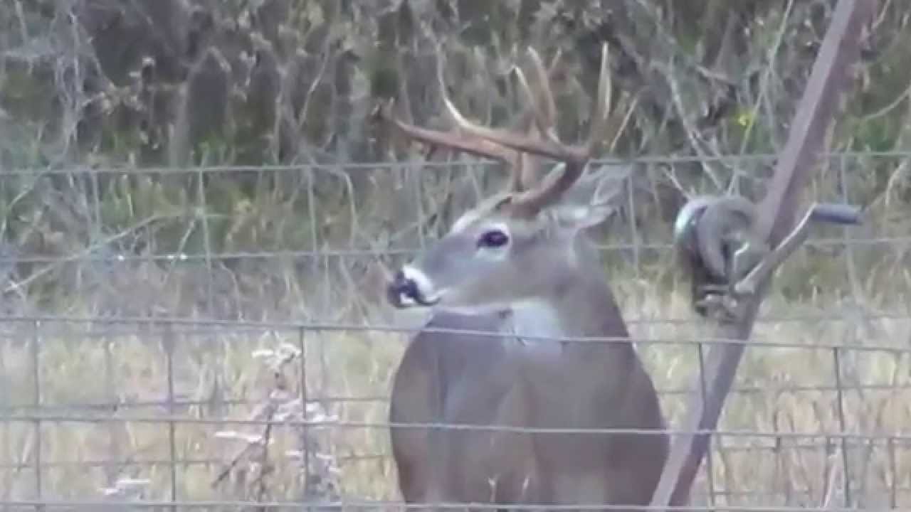 South Texas Whitetail Deer 9 Pts Buck At Feeder Freeborn Ranch