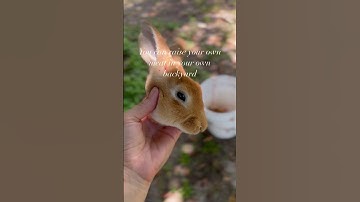 Four reasons why we raise rabbit as a meat source. #fromscratch #simpleliving #realfood #rabbit