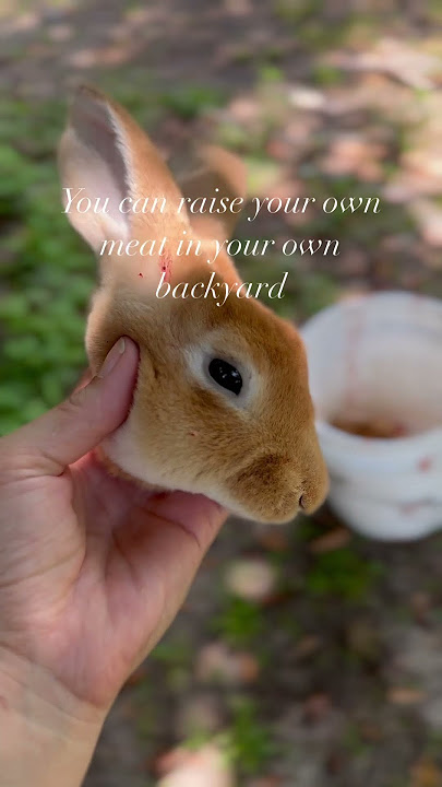 Four reasons why we raise rabbit as a meat source. #fromscratch #simpleliving #realfood #rabbit