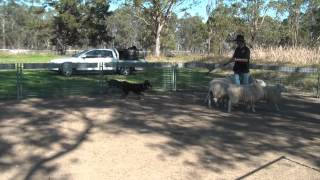 Instinct testing Ammo by Australian Working Dog Rescue 281 views 10 years ago 2 minutes, 13 seconds