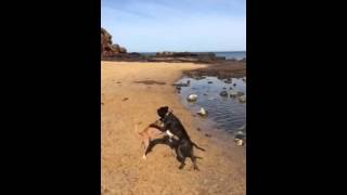 Playing With Mia, The Staffy