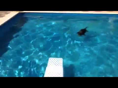 Cómo hacer una piscina casera para perros- Paso a paso