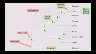 Exam Mini Video 7 - Phylogenetic Trees