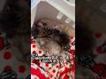 【保護猫】ふたつの小さな命#仔猫 #保護猫 #保護