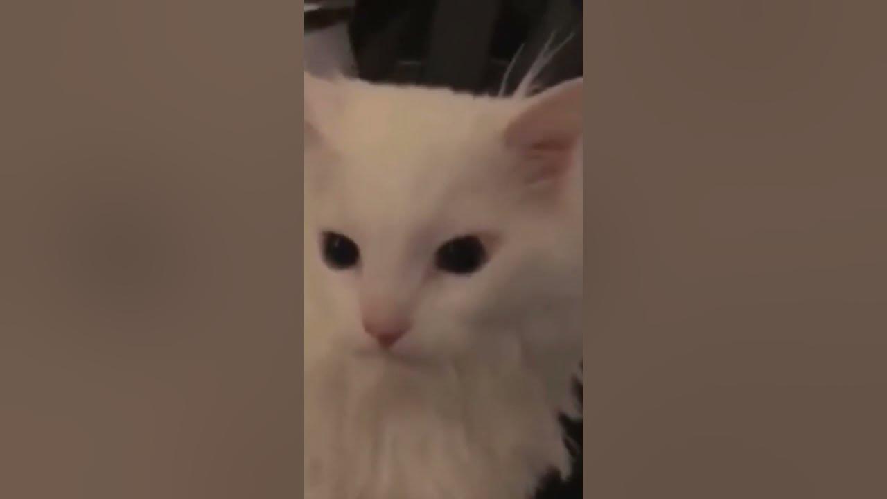 кот кричит оригинал #хочуврек #tiktok #shorts - YouTube