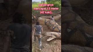 Penampakan Ular Titanoboa