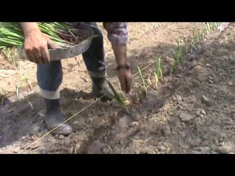 Βίντεο: Χαρακτηριστικά και μέθοδοι καλλιέργειας κρεμμυδιών κοντά στην Αγία Πετρούπολη