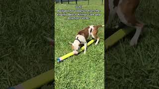 Adopt Gus! #puppy #shelterlife #shelterdog #dogplay #poolnoodle #pitbull #playtime #sillydog