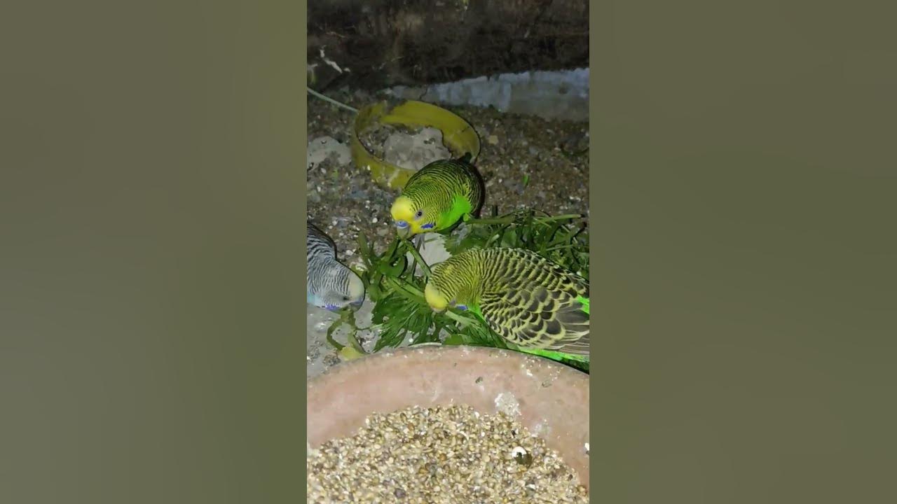 Budgies eat coriander leafs budgies birds shorts stories YouTube