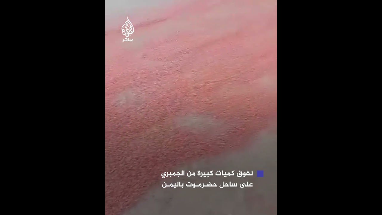 نفــوق كميات ضخمة من الجمبري على طول شاطئ “شحير” بساحل حضرموت