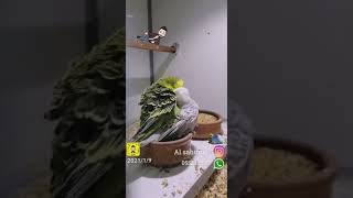 تزاوج بادجي انجليزي Birds Budgerigar