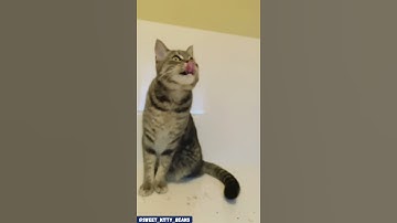 Cute cat’s first time with cat nip!  😹 (Sweet Kitty Beans)