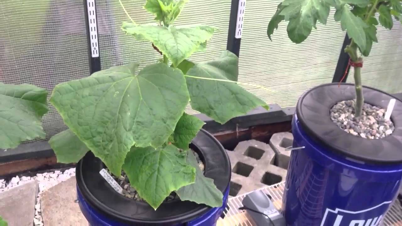 05-24-13 Greenhouse Update Zucchini