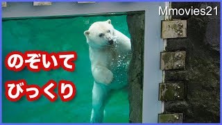 アザラシプール清掃中覗き込んだリラが気になったものとは？