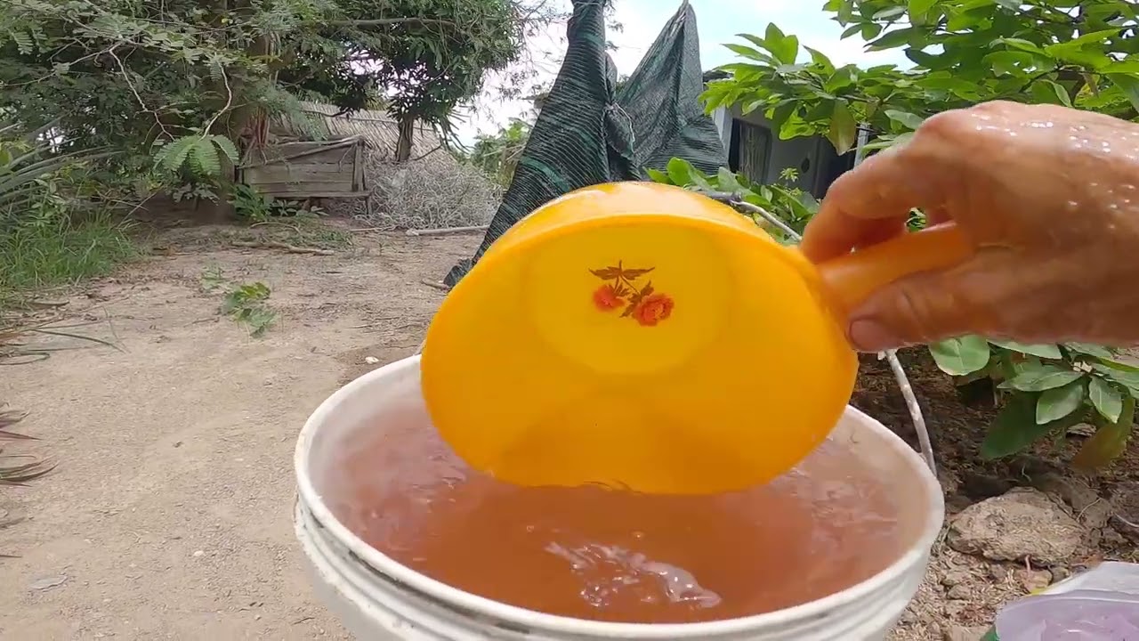 Bón Phân NPK cho cây mai vàng như thế nào hợp lý ?