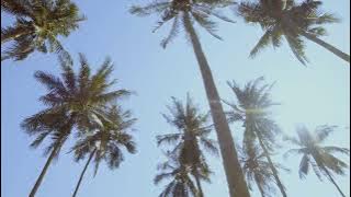 Background Video Pemandangan Pohon Kelapa | Coconut Tree Cinematic
