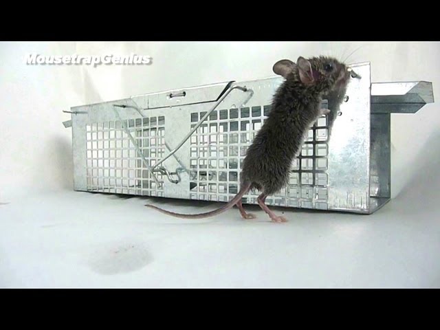 Havahart Live Mouse Trap 1020