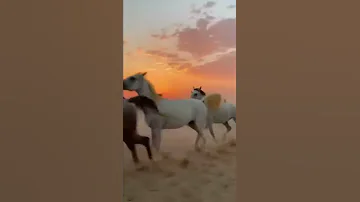 يـلي هـجرت الـقلب مـن دون سـبه 