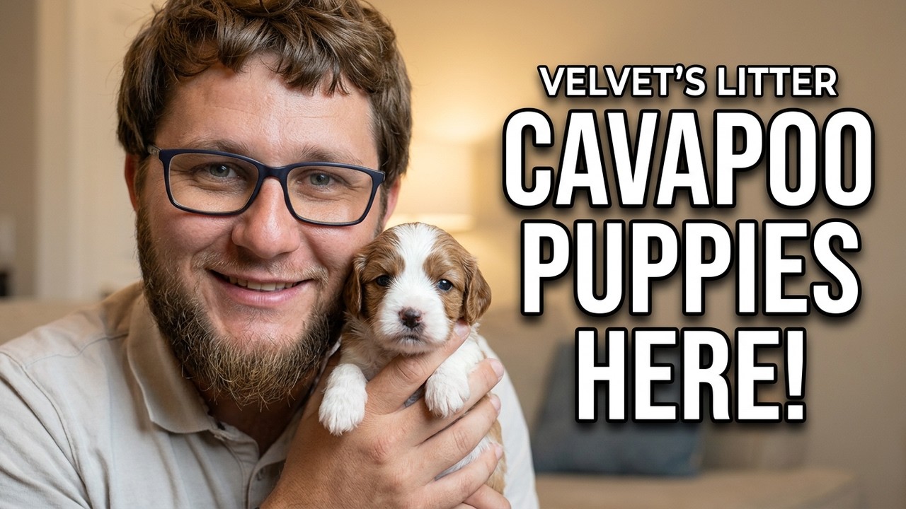 Velvet's Puppies Are On The Cavapoo Scene NOW! | Cavapoo 3:16 - YouTube