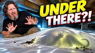The Pest Problem Living Under Your Vapor Barrier Right Now