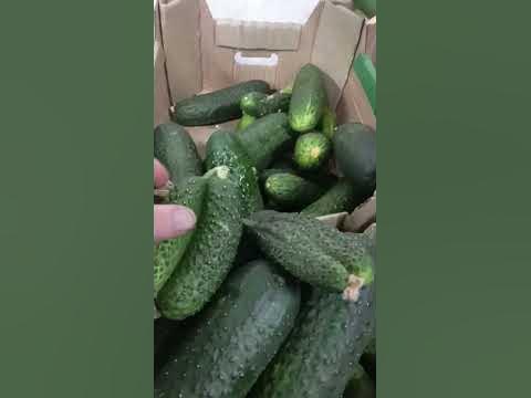 Огурец колючий - YouTube