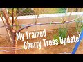 My Trained Cherry Trees Update! 03-03-15 (High Density Espalier Gardener)