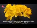 آشنایی با گل نرگس آشنایی با گل نرگس