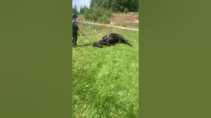 På sista videon när jag ramlade av så gjorde det faktiskt jätte ont i svanskotan