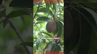 Come Proteggere le Radici del Kiwi G3 dal Caldo con il Cotico Erboso