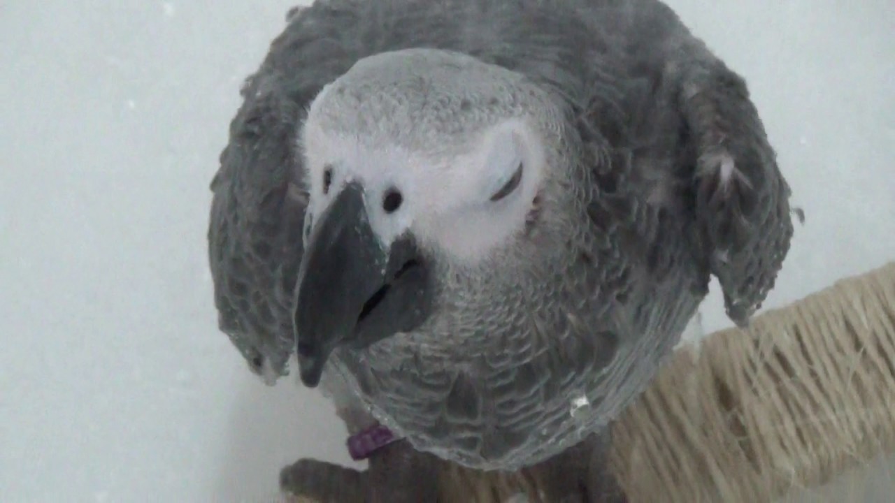 African grey parrot taking a shower YouTube