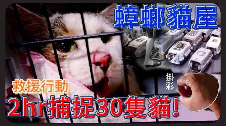 【救援-蟑螂猫屋】两小时捕捉30只猫,几乎没有绝育、没有人陪,还让猫近亲繁殖。 - 天天要闻