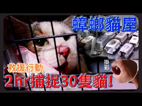 【救援-蟑螂貓屋】兩小時捕捉30隻貓,幾乎沒有絕育、沒有人陪,還讓貓近親繁殖。