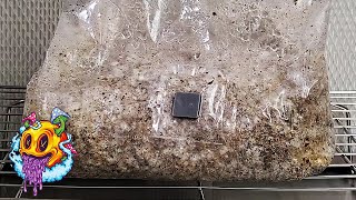 North Spore ShroomTek All In One Bag Fruiting Conditions