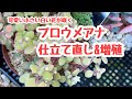 ブロウメアナ仕立て直し&増殖作業【多肉植物】