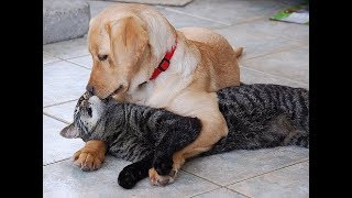 Funny Cats Love Dogs Videos 2018 || TimeSquad