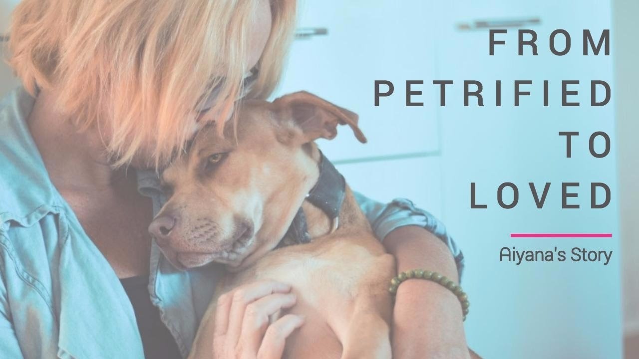 Aiyana's Rescue Journey