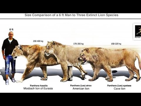 cave lion size comparison