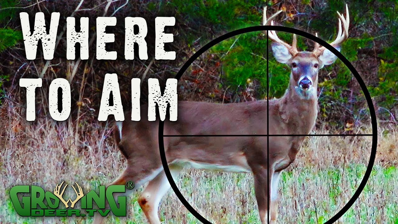 Where to Aim on a Deer?