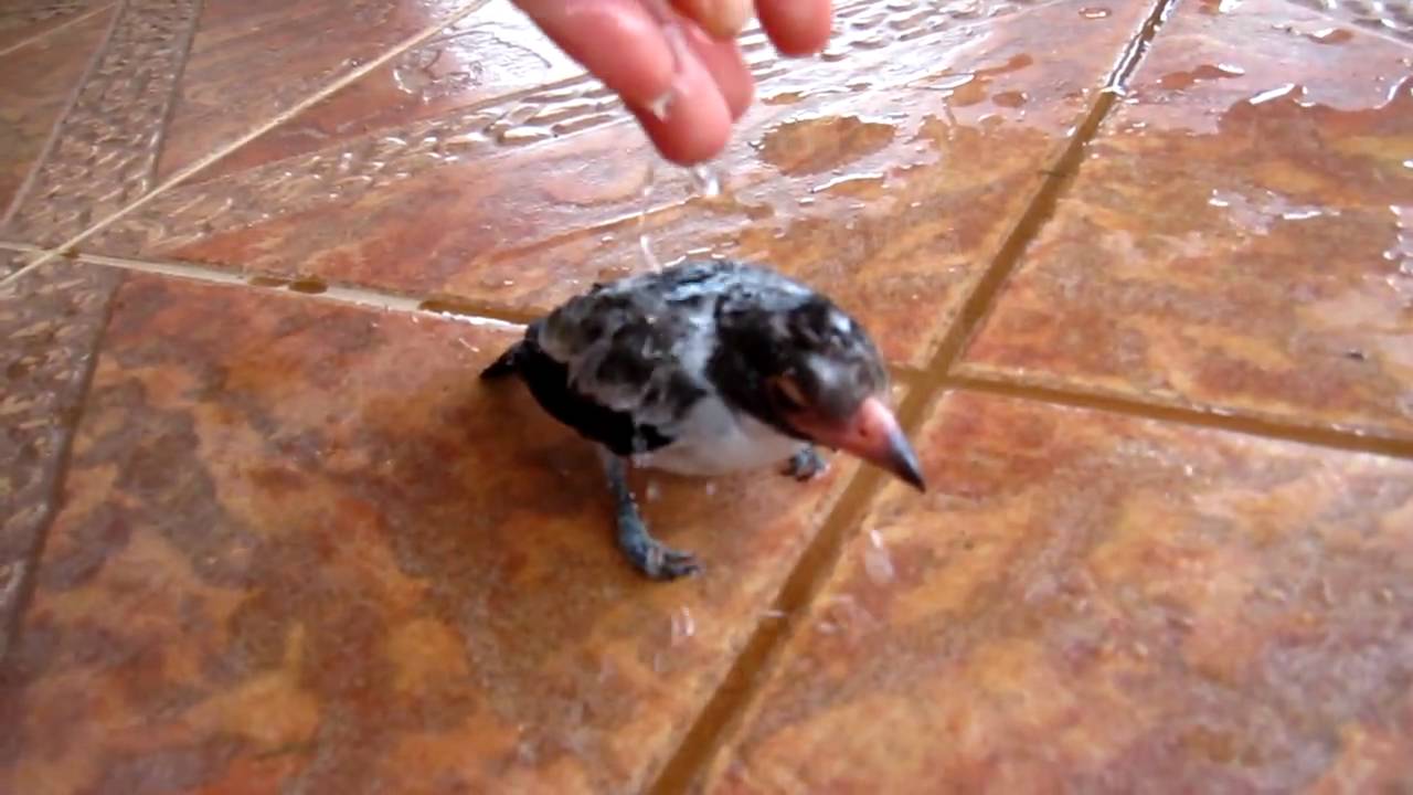 How to save a paralyzed bird YouTube