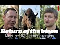 Bison are returning to the UK after 6,000 years -  meet the rangers responsible for them