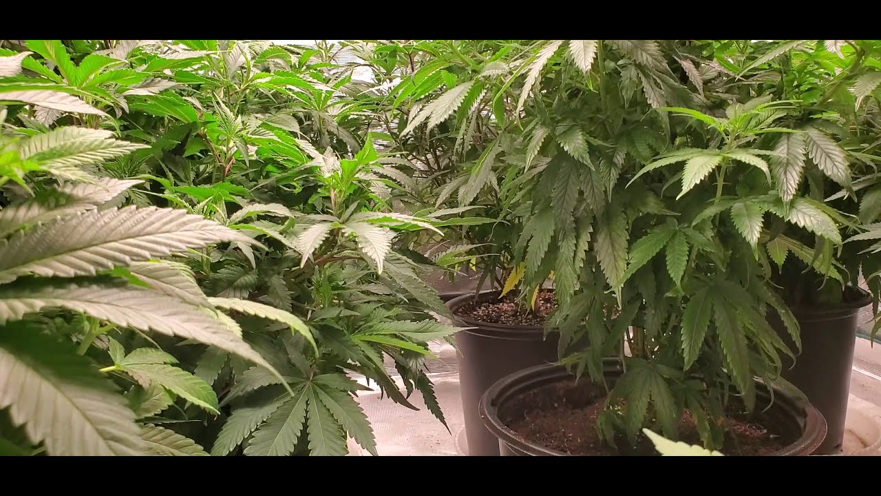 Nio"s Gardens Gets New Member . GNOMES!!!! (short )