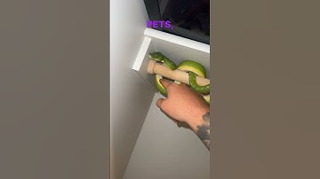 Two food items. Ones just a bit more spicy then the other one. #gtp #aru #biak #greentreepython