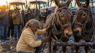 The Men Mocked Her Mule Team at Auction — Then Their Tractors Froze Before Sunrise Hard