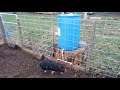 Pig Waterer