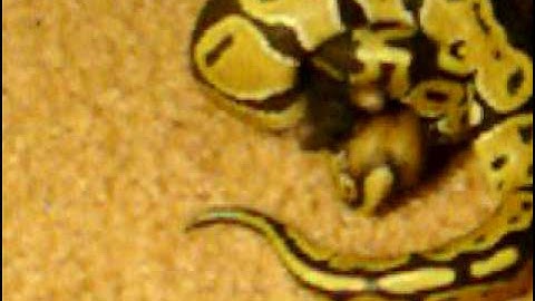 ball python feeding video pt. 1