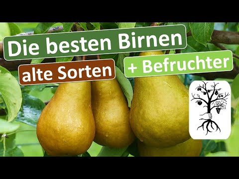 Video: Birnbaumarten - Erfahren Sie mehr über die verschiedenen Birnensorten