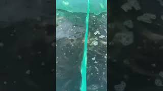 Berapa hari sekali kita lakukan SORTIR ikan lele❓Ini jawabannya #shortsviral #shorts #lele